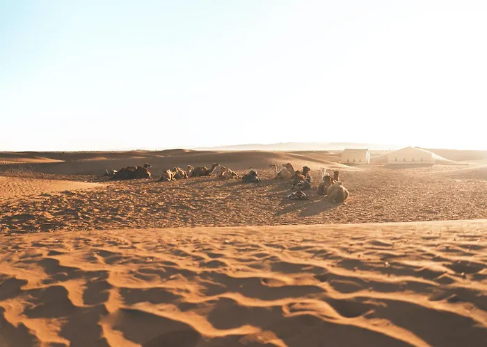Desert Camp In Zagora - Camel Ride - Easy & Affordable Stays