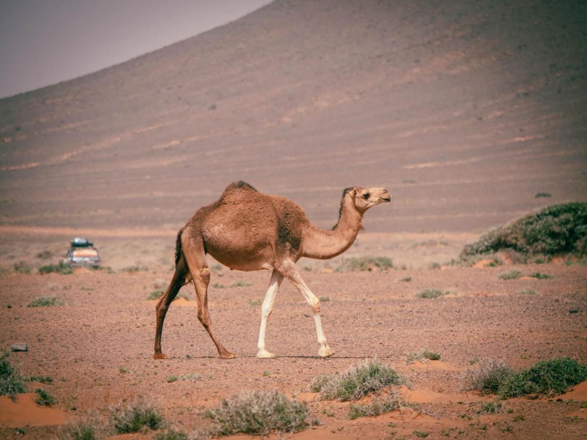 Desert Camp In - Camel Ride - Easy & Affordable Zagora