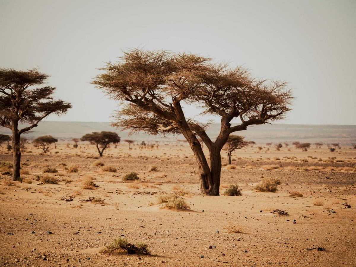 Desert Camp In - Camel Ride - Easy & Affordable * Zagora