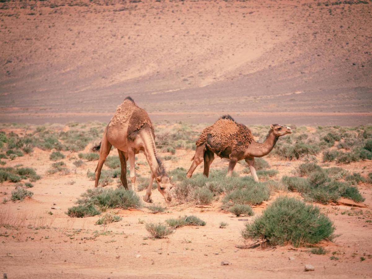 Desert Camp In - Camel Ride - Easy & Affordable * Zagora