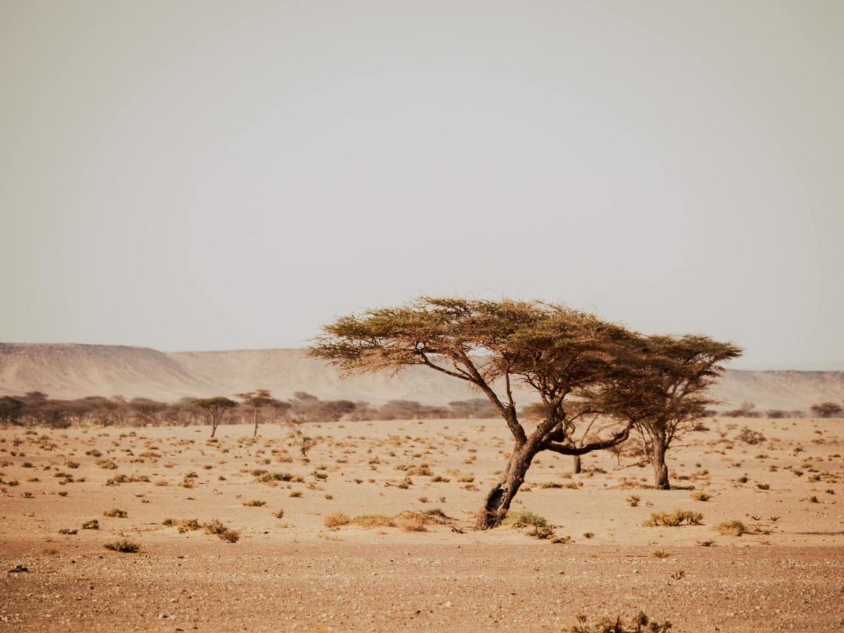 Desert Camp In - Camel Ride - Easy & Affordable Zagora