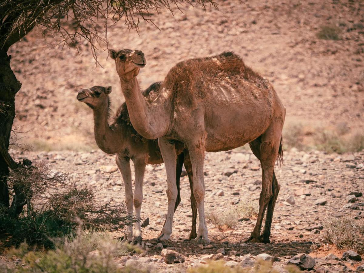 Desert Camp In - Camel Ride - Easy & Affordable * Zagora