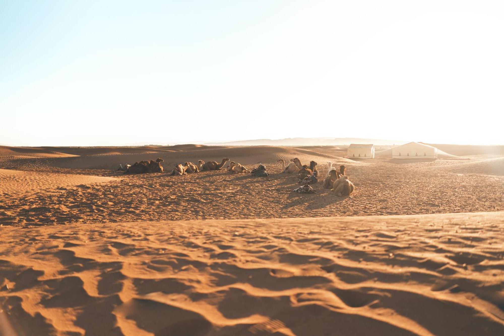 Luxury tent Desert Camp In - Camel Ride - Easy & Affordable *